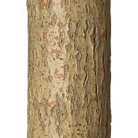 Desert finish La Lune Collection