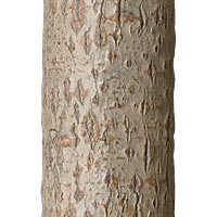 Taupe finish La Lune Collection