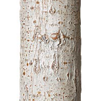 Whitewash finish La Lune Collection